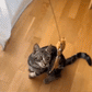🔥HOT SALE 50%OFF🐱 Keep Your Cat Happy & Active All Day 🐦✨