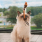 🔥HOT SALE 50%OFF🐱 Keep Your Cat Happy & Active All Day 🐦✨