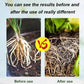🔥Hot Sales 🎉Strong Rooting Powder Microbial Fertilizer
