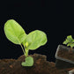 🔥Hot Sales 🎉Strong Rooting Powder Microbial Fertilizer