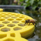 Safe Floating Feeder for Bees & Butterflies