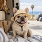 🎁🎁BUY 2 GET 1 FREE🌞Summer Puppy Bucket Hat with Ear Holes