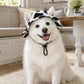 🎁🎁BUY 2 GET 1 FREE🌞Summer Puppy Bucket Hat with Ear Holes